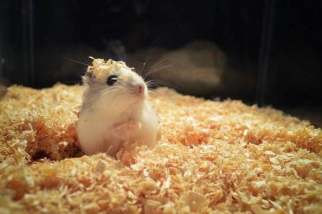 Hamster guckt aus stroh - Hamster Fakten